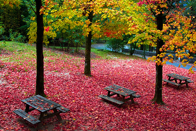 Ковер красных листье в португальском парке Пенеду-Жареш